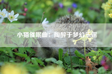 小猫催眠曲：陶醉于梦幻乐谣