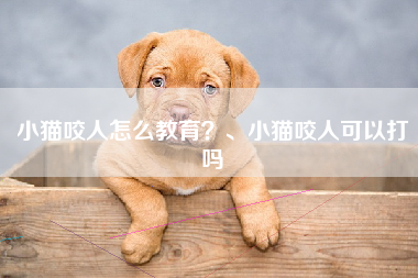 小猫咬人怎么教育？、小猫咬人可以打吗