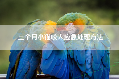 三个月小猫咬人应急处理方法