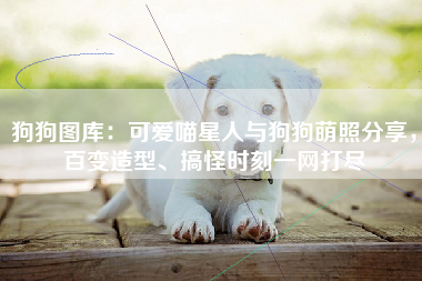 狗狗图库：可爱喵星人与狗狗萌照分享，百变造型、搞怪时刻一网打尽