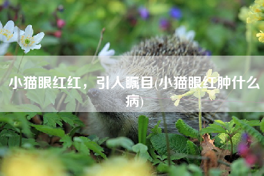 小猫眼红红，引人瞩目(小猫眼红肿什么病)