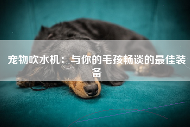 宠物吹水机：与你的毛孩畅谈的最佳装备