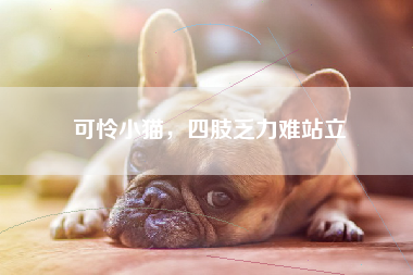 可怜小猫，四肢乏力难站立