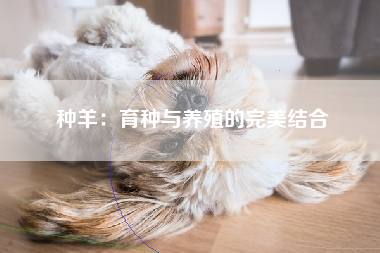 种羊：育种与养殖的完美结合