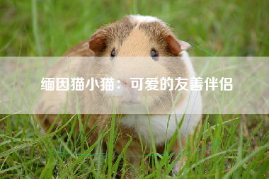 缅因猫小猫：可爱的友善伴侣