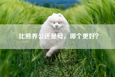 比熊养公还是母，哪个更好？
