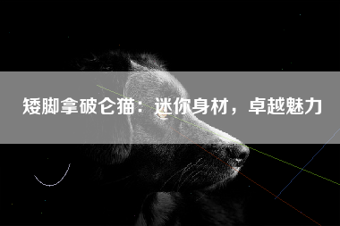 矮脚拿破仑猫：迷你身材，卓越魅力