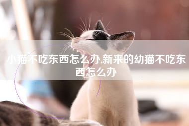小猫不吃东西怎么办,新来的幼猫不吃东西怎么办