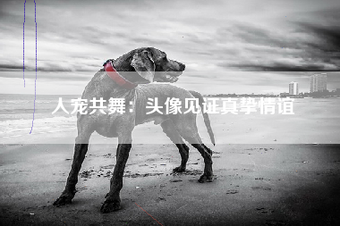 人宠共舞：头像见证真挚情谊