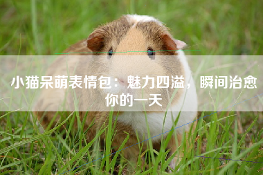 小猫呆萌表情包：魅力四溢，瞬间治愈你的一天