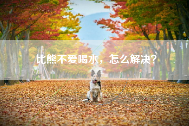 比熊不爱喝水，怎么解决？