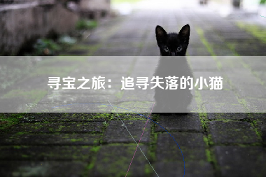 寻宝之旅：追寻失落的小猫