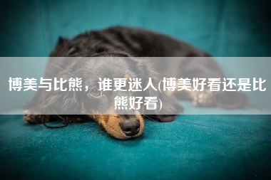 博美与比熊，谁更迷人(博美好看还是比熊好看)