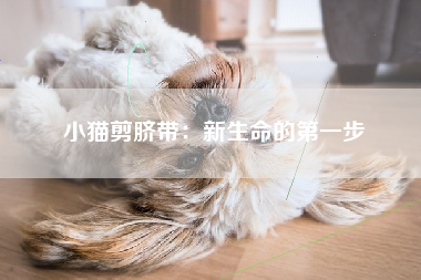 小猫剪脐带：新生命的第一步