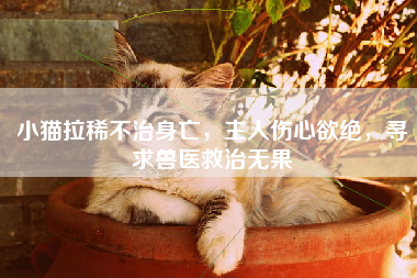 小猫拉稀不治身亡，主人伤心欲绝，寻求兽医救治无果