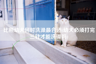 比熊幼犬何时洗澡最合适(幼犬必须打完三针才能洗澡吗)