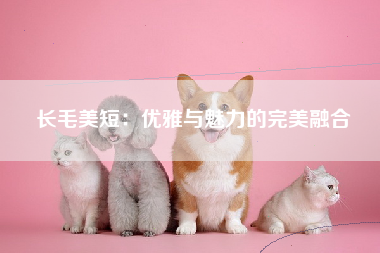 长毛美短：优雅与魅力的完美融合