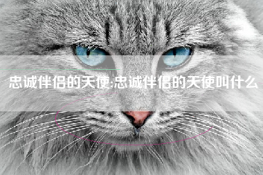 忠诚伴侣的天使;忠诚伴侣的天使叫什么