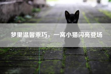 梦里温馨乖巧，一窝小猫闪亮登场