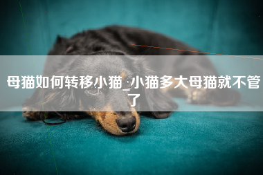 母猫如何转移小猫_小猫多大母猫就不管了