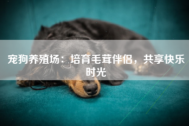 宠狗养殖场：培育毛茸伴侣，共享快乐时光