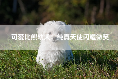 可爱比熊幼犬：纯真天使闪耀微笑