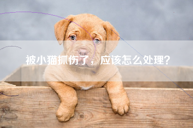 被小猫抓伤了，应该怎么处理？