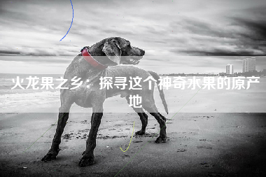 火龙果之乡：探寻这个神奇水果的原产地