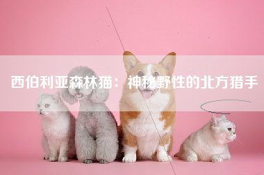 西伯利亚森林猫：神秘野性的北方猎手