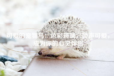 可爱的宠物鸟：色彩斑斓，娇声可爱，成为你的心灵伴侣