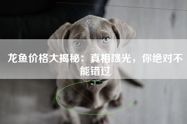 龙鱼价格大揭秘：真相曝光，你绝对不能错过