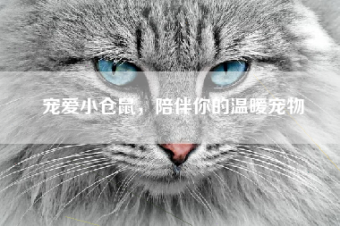 宠爱小仓鼠，陪伴你的温暖宠物