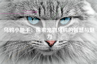 乌鸦小能手：探索宠物乌鸦的智慧与魅力