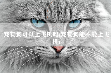 宠物狗可以上飞机吗(宠物狗能不能上飞机)
