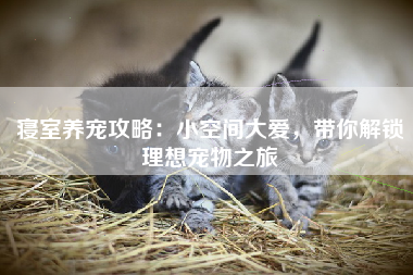 寝室养宠攻略：小空间大爱，带你解锁理想宠物之旅