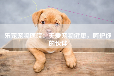 乐宠宠物医院：关爱宠物健康，呵护你的伙伴
