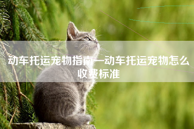 动车托运宠物指南—动车托运宠物怎么收费标准