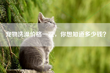 宠物洗澡价格一览，你想知道多少钱？
