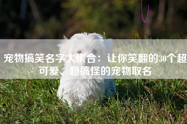 宠物搞笑名字大集合：让你笑翻的30个超可爱、超搞怪的宠物取名
