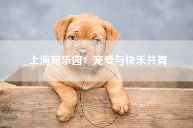 上海宠乐园：宠爱与快乐共舞