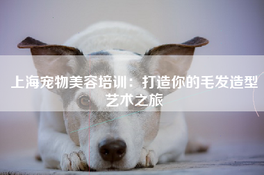 上海宠物美容培训：打造你的毛发造型艺术之旅