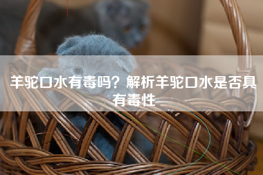 羊驼口水有毒吗？解析羊驼口水是否具有毒性