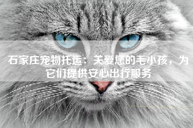 石家庄宠物托运：关爱您的毛小孩，为它们提供安心出行服务
