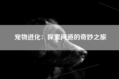 宠物进化：探索问道的奇妙之旅