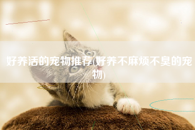 好养活的宠物推荐(好养不麻烦不臭的宠物)