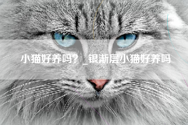 小猫好养吗？_银渐层小猫好养吗
