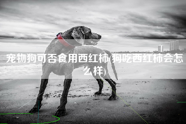 宠物狗可否食用西红柿(狗吃西红柿会怎么样)