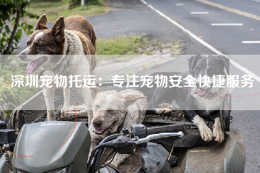 深圳宠物托运：专注宠物安全快捷服务