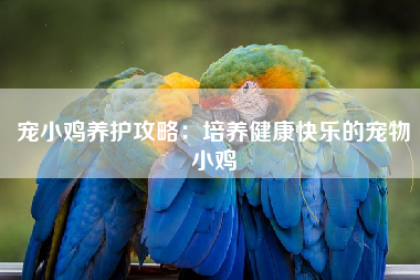 宠小鸡养护攻略：培养健康快乐的宠物小鸡