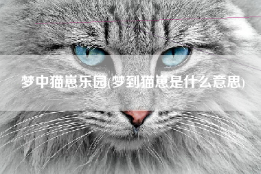 梦中猫崽乐园(梦到猫崽是什么意思)